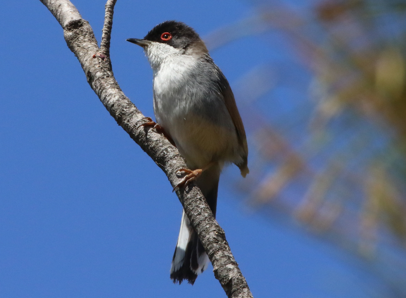 sardinian warbler