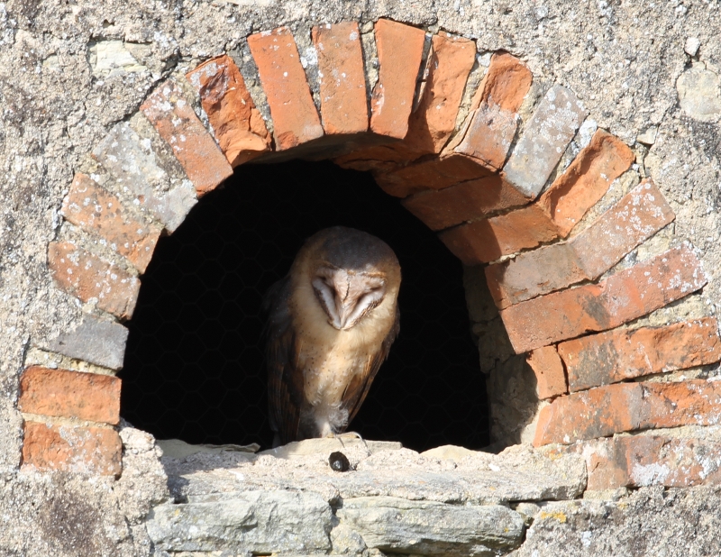 barn owl