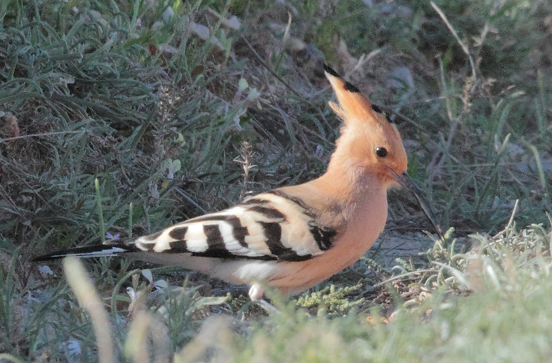 european hoopoe