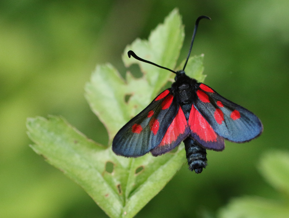 six-spotted burnet-moth